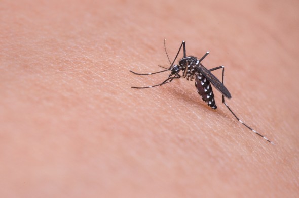 mosquitoes, ocala post, ocala news, citrus gazette, crystal river news