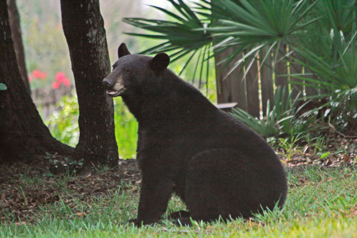 Watch for bears, bear crossing, ocala news, ocala post, FWC