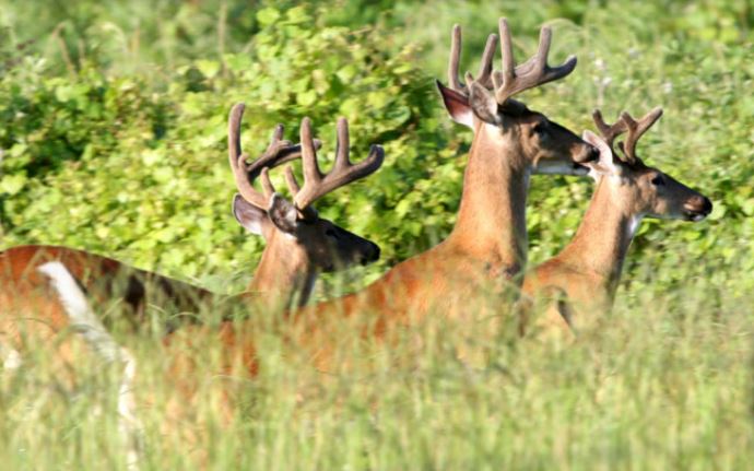 deer hunting regulations, citrus gazette, hunting laws, fwc, hunting