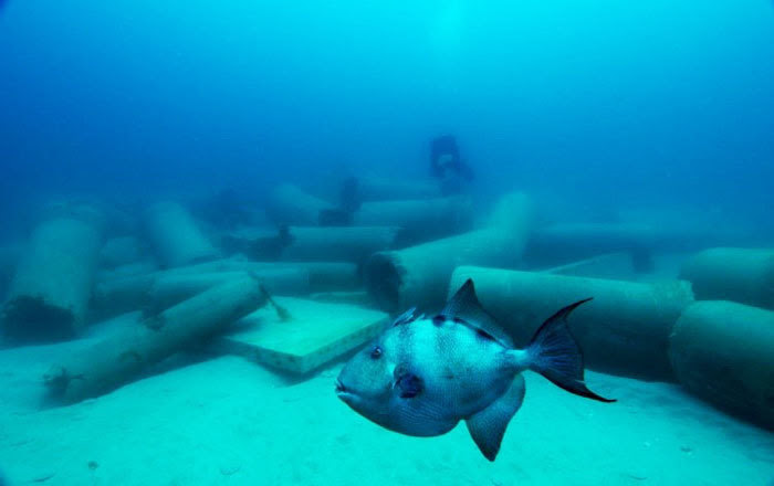 gray triggerfish, citrus gazette