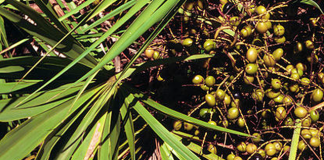 florida, saw palmetto berries,