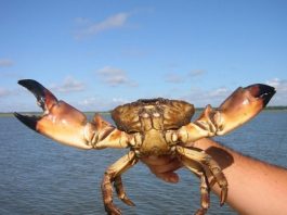 stone crab regulations, citrus gazette