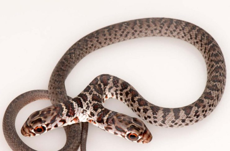 two-headed snake, citrus gazette, florida