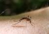 citrus gazette, mosquitos