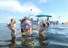 scalloping, citrus gazette, crystal river