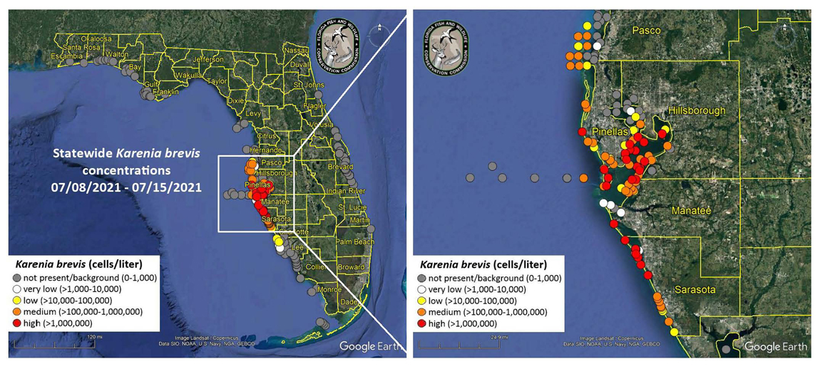 red tide 2021