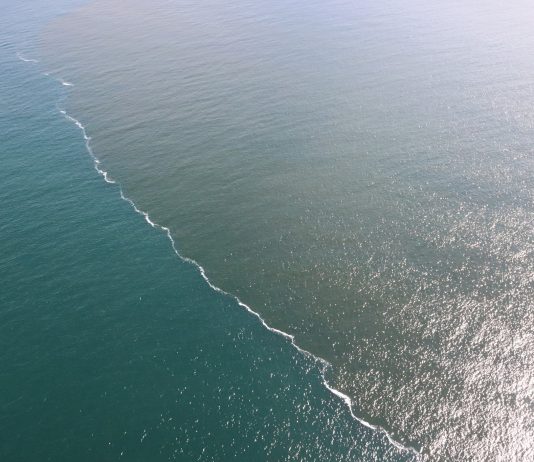 Red tide updates, Piney Point clean-up efforts, mandatory catch-and-release red tide, citrus gazette, citrus county news, crystal river news