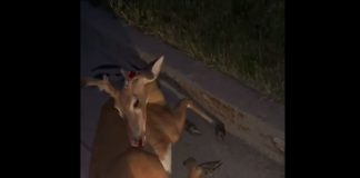 deer hit by car