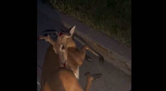 deer hit by car