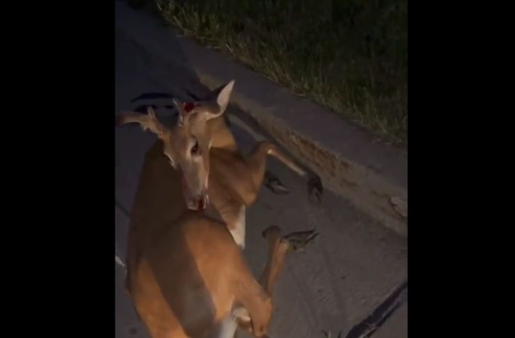 deer hit by car